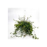 tnc garden groups Avustralya Sarmaşığı (muehlenbeckia) Askılı Saksıda