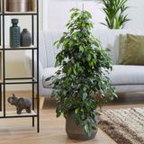 TNC Garden Groups Benjamin - Ficus Benjamina 90 cm 3 Adet