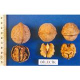 TNC Garden Groups Bilecik Ceviz Fidanı 3 Yaş Tüplü ve Aşılı 5 Adet