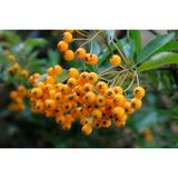 TNC Garden Groups Bonsaı Ateş Dikeni Pyracantha Coccinea 2 Adet