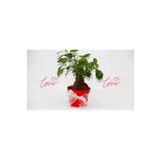 tnc garden groups Bonsai Ficus Ginseng - Sevgililer Günü Ve Özel Gün Hediyesi
