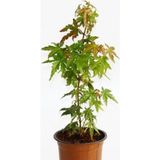 TNC Garden Groups Bonsai Japon Akçaağacı Acer Palmatum 2 Adet