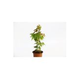 TNC Garden Groups Bonsai Japon Akçaağacı Acer Palmatum 3 Adet