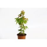TNC Garden Groups Bonsai Japon Akçaağacı Acer Palmatum 5 Adet