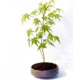 TNC Garden Groups Bonsai Japon Akçaağacı Acer Palmatum Gri Saksıda 2 Adet