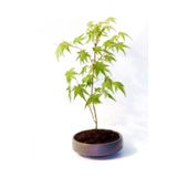 TNC Garden Groups Bonsai Japon Akçaağacı Acer Palmatum Gri Saksıda 3 Adet