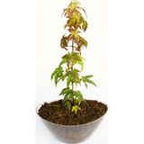 TNC Garden Groups Bonsai Japon Akçaağacı Acer Palmatum Saydam Saksıda 2 Adet