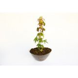 TNC Garden Groups Bonsai Japon Akçaağacı Acer Palmatum Saydam Saksıda