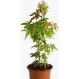 TNC Garden Groups Bonsai Japon Akçaağacı Acer Palmatum