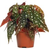 tnc garden groups Çilli Begonya – Begonia Maculata