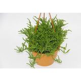 TNC Garden Groups Crassula Muscosa Sukulent - Askılı Saksı 3 Adet