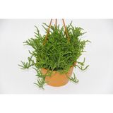TNC Garden Groups Crassula Muscosa Sukulent - Askılı Saksı 5 Adet