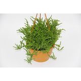 TNC Garden Groups Crassula Muscosa Sukulent - Askılı Saksı
