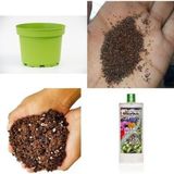 TNC Garden Groups Dereotu Saksıda Yetiştirme Seti – 5 gr Tohum, 3 Dekoratif Saksı, Toprak Karışımı & Bitki Besini