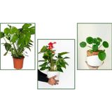 TNC Garden Groups Deve Tabanı (Monstera) & Pilea & Anthoryum