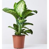 TNC Garden Groups Difenbahya (Tropik) - Ağlayan Çiçek 40 cm 2 Adet