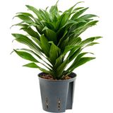 TNC Garden Groups Draceana Compacta Tek Gövdeli