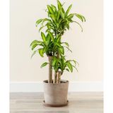 tnc garden groups Dracena Massengena 3’lü 100-125 Cm