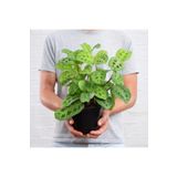 tnc garden groups Dua Çiçeği (MARANTA KERCHOVEANA) 20 Cm 2 Adet