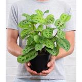 tnc garden groups Dua Çiçeği (MARANTA KERCHOVEANA) 20 Cm