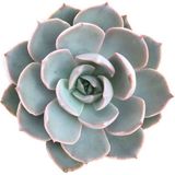 TNC Garden Groups Echeveria Morning Beauty – Sabah Güzeli Sukulent 10 Adet