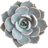TNC Garden Groups Echeveria Morning Beauty – Sabah Güzeli Sukulent 20 Adet