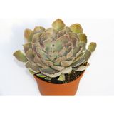 TNC Garden Groups Echeveria Sukulent Büyük Boy