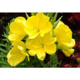 TNC Garden Groups Ezan Çiçeği Oenothera Yetiştirme Seti