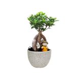 tnc garden groups Ficus Ginseng Bonsai