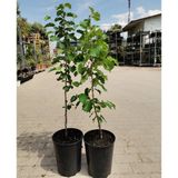 TNC Garden Groups Fındık (Çakıldak) Fidanı 3 Yaş 2 Adet Tüplü