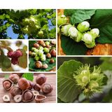 TNC Garden Groups Fındık (Giresun ) Fidanı 3 Yaş