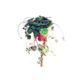 tnc garden groups Gelin Teli Çiçeği – Begonia Saxifraga (ASKILI SAKSIDA)