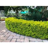 TNC Garden Groups Gold Taflan (Euonymus Japonica Aurea) Canlı Çit Bitkisi 5 Adet