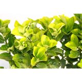 TNC Garden Groups Gold Taflan (Euonymus Japonica Aurea) – Sarı Çit Bitkisi 6’li Dikim Sarı Saksıda 5 Adet