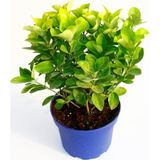 TNC Garden Groups Gold Taflan (Euonymus Japonica Aurea) – Sarı Çit Bitkisi Mavi Saksıda 10 Adet