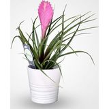 TNC Garden Groups Hava Bitkisi (Tillandsia) Airplant 15-20 cm 2 Adet