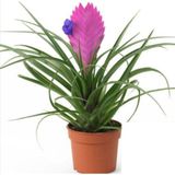 tnc garden groups Hava Bitkisi (tillandsia) Airplant