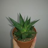 TNC Garden Groups Haworthia Limifolia 15 Adet