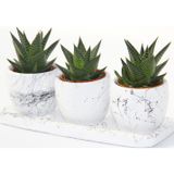 TNC Garden Groups HAWORTHİA TRİO HEDİYELİK SET - 3'lü Limifolia