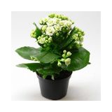 TNC Garden Groups Kalanşo Çiçeği – Kalanchoe 10 Adet Beyaz