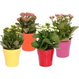 TNC Garden Groups Kalanşo Çiçeği – Kalanchoe 10 Adet Karışık Renklerde