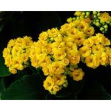 TNC Garden Groups Kalanşo Çiçeği – Kalanchoe 10 Adet Sarı