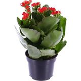 TNC Garden Groups Kalanşo Çiçeği – Kalanchoe 3 Adet Kırmızı