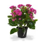 TNC Garden Groups Kalanşo Çiçeği – Kalanchoe 3 Adet Peme