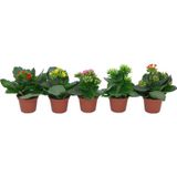 TNC Garden Groups Kalanşo Çiçeği – Kalanchoe - 5 Adet Karışık Renklerde