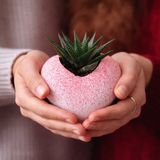 TNC Garden Groups Kalp Saksıda Canlı Sukulent | Romantik Hediyelik