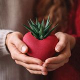 TNC Garden Groups Kalpli Saksıda Canlı Sukulent | Romantik Hediyelik 2 Adet