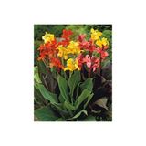 TNC Garden Groups Kana Çiçeği – Tesbih Çiçeği (Canna Indica)