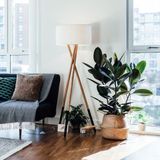 TNC Garden Groups Kauçuk – Ficus Elastica 40- 60 cm 2 Adet