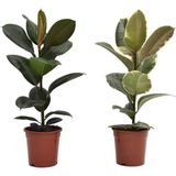 TNC Garden Groups Kauçuk – Ficus Elastica& Ficus Elastica Tineke 2'li Set